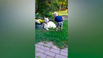 Funniest Baby Playing With Dog