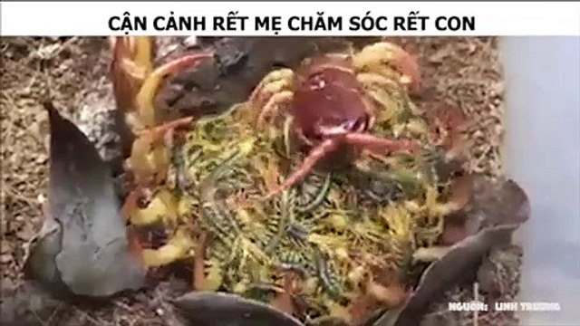 CẬN CẢNH RẾT MẸ CHĂM SÓC RẾT CON
