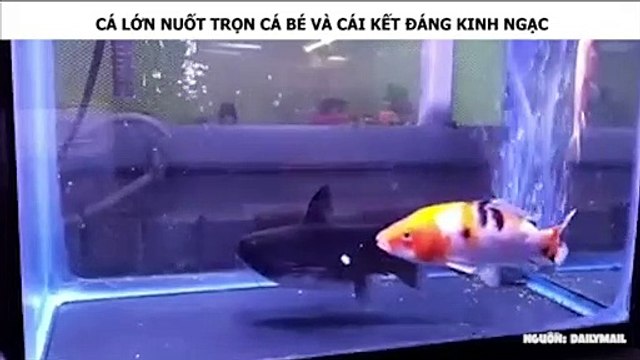 CÁ LỚN NUỐT TRỌN CÁ BÉ VÀ CÁI KẾT ĐÁNG KINH NGẠC
