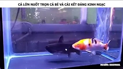 CÁ LỚN NUỐT TRỌN CÁ BÉ VÀ CÁI KẾT ĐÁNG KINH NGẠC