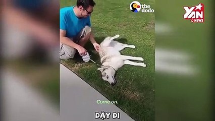 Chó Husky ăn vạ không về nhà cãi chủ