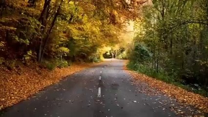 Peaceful  and Motivational Music to lighten your Day, Nature music for Healthy mind and body