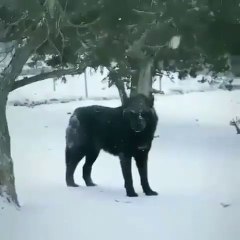 KARA KURT KIS HAZIRLIGI - BLACK WOLF and WiNTER