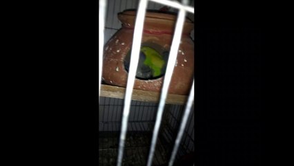 Budgie feed her babies