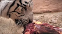 Corona-Pandemie: Zoos in Gefahr - Gespart wird am Futter