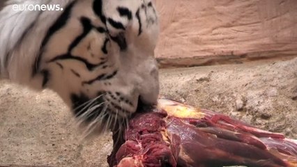 Corona-Pandemie: Zoos in Gefahr - Gespart wird am Futter