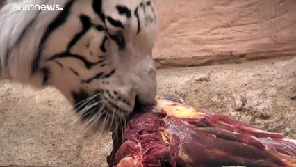 Bajban Ukrajna legnagyobb magánállatkertje