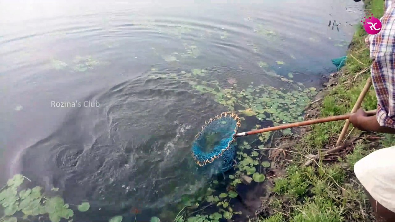 Catla Fish Hunting at Shamojeebi Pond Fishing Competation | Rozina’s Club
