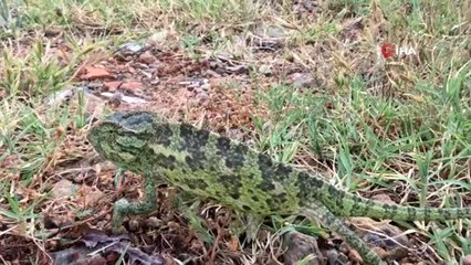 Şehir merkezinde bulunan bukalemun ve yılan doğaya salındı