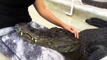 Ce crocodile adore les grattouilles sur la tête... Un vrai petit chien