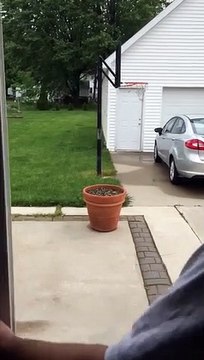 Il cherche son chien... qui se cache derrière le pot de fleurs