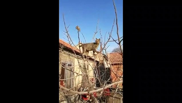 Ce rat réussit à échapper à un chat d'une façon géniale