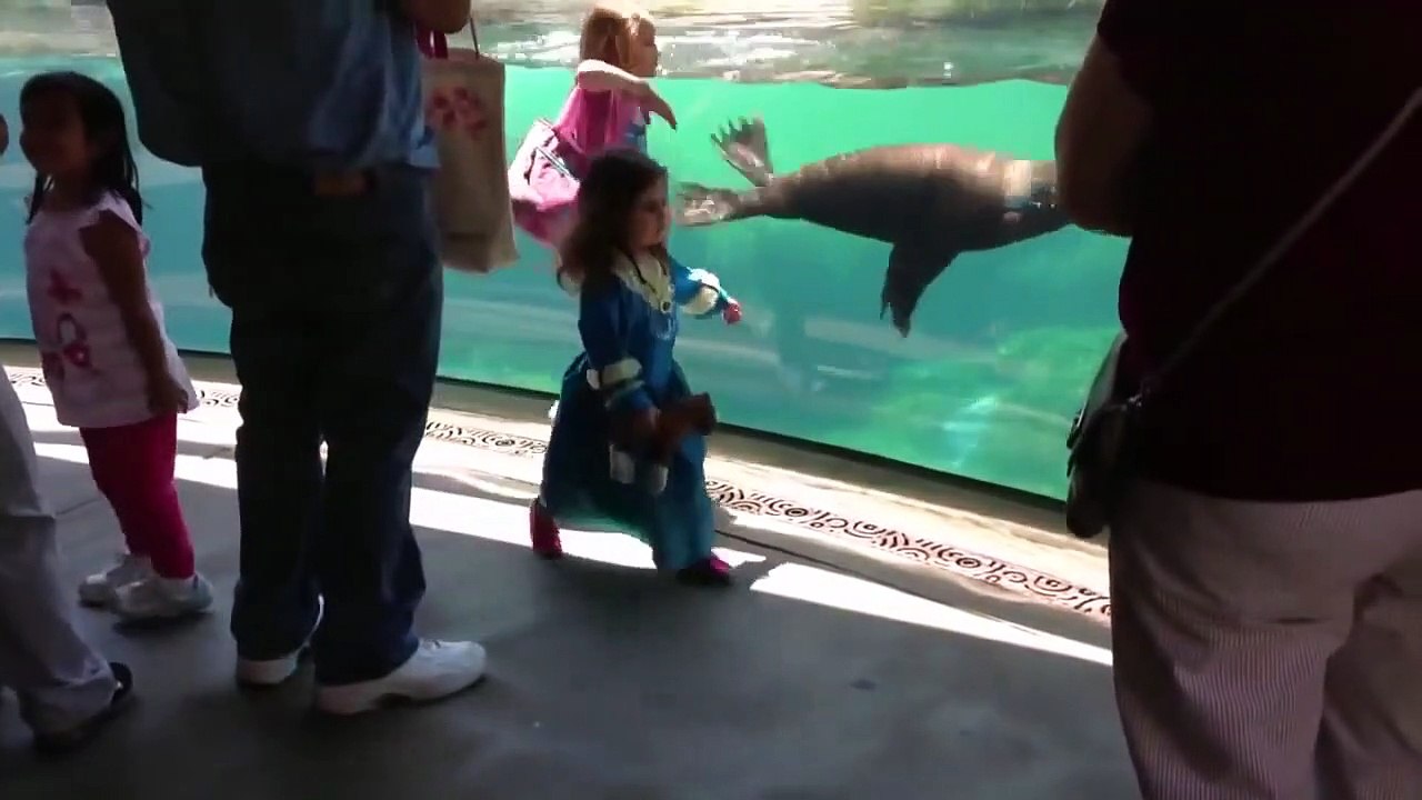 Ce lion de mer joue avec une fillette quand soudain...