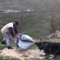 DEDE ile KARADENiZ DAG COBAN KOPEGi VE - BLACKSEA MOUNTAiN SHEPHERD DOG VS GRANDFATHER