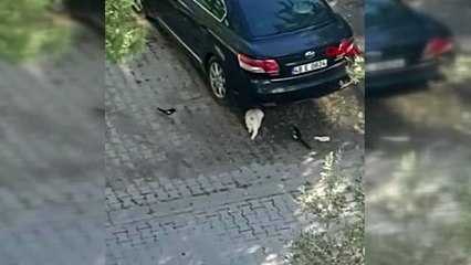 MUĞLA Kedi ile saksağanlar arasında yaşanan ilginç anlar kamerada