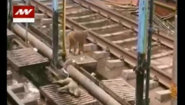 Monkey saves electrocuted friend at Kanpur station