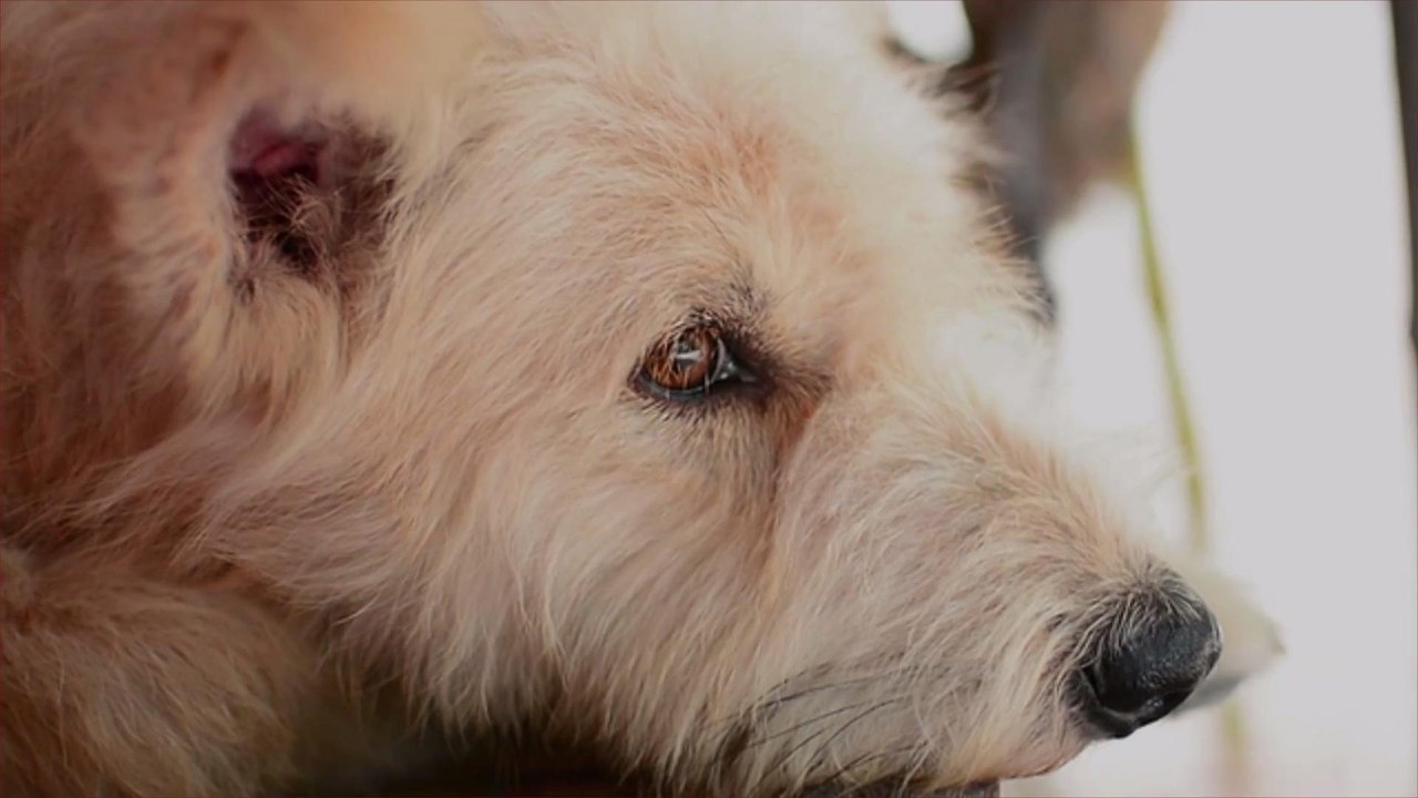 New Study Sheds Light on Why Some Dogs Might Live So Much Longer Than Others