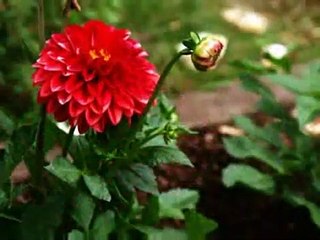 赤色エレジー・・あがた森魚