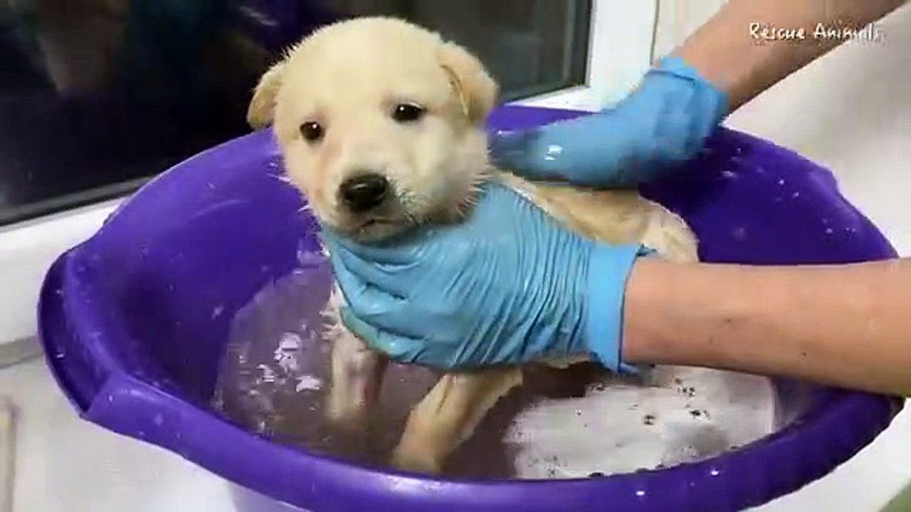 Golden retriever first bath Vidéo Dailymotion