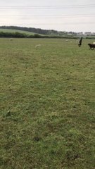 Rescue mission launched to save lamb stuck in drainpipe