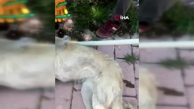 Mardin'de boynuna kablo dolanan köpeği polis kurtardı