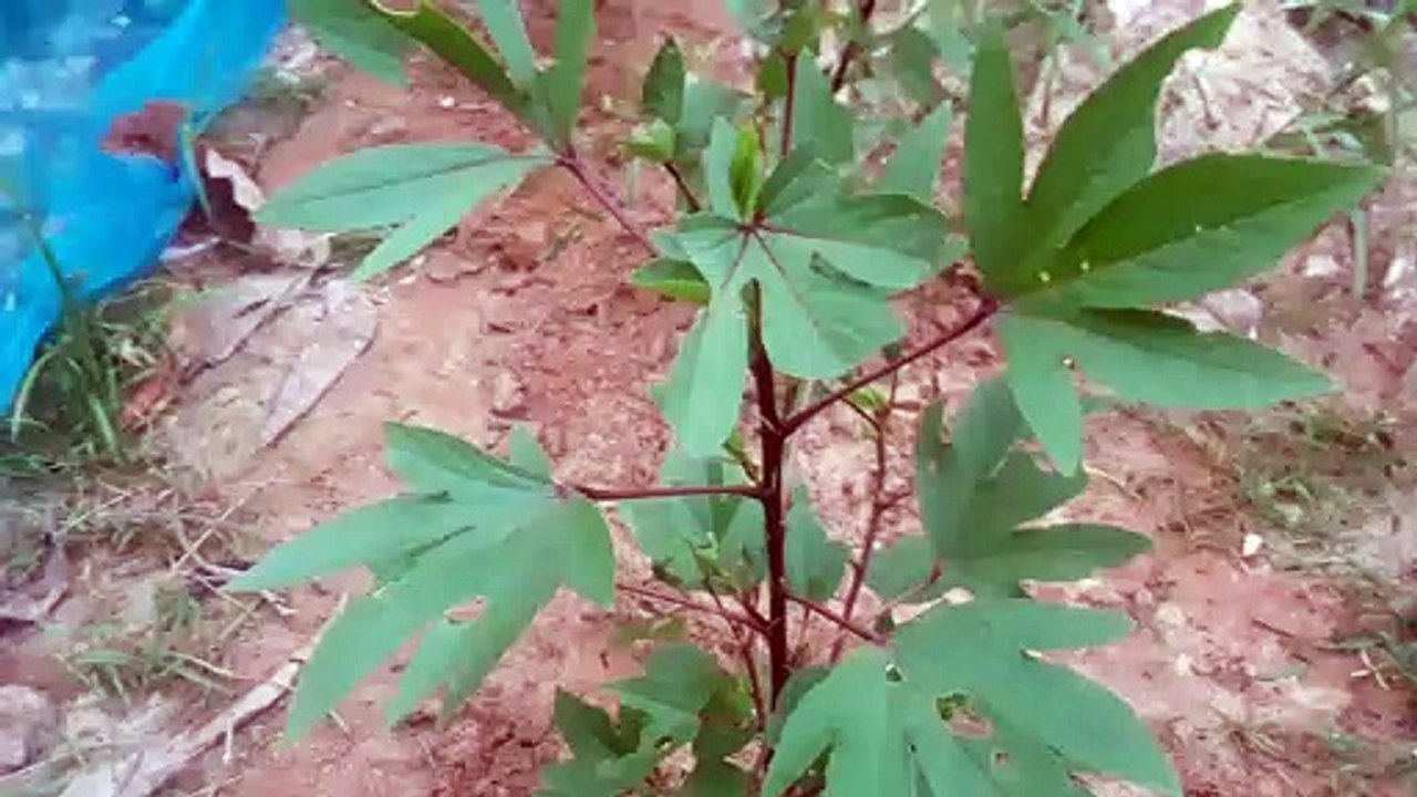 Holifa tree.