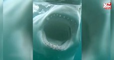 [YAN] Phát hiện siêu cá mập khổng lồ tại Majorca