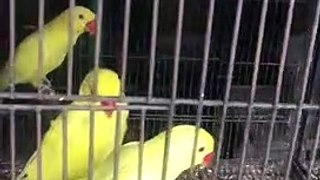Beautiful Pakistani Parrots