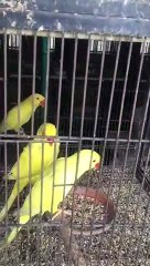 Beautiful Pakistani Parrots