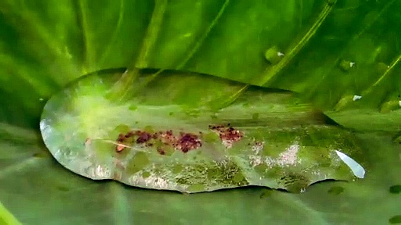 water on a tree leaf
