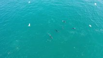 Los delfines siguen disfrutando del Bósforo mientras Turquía continúa batallando contra el Covid-19