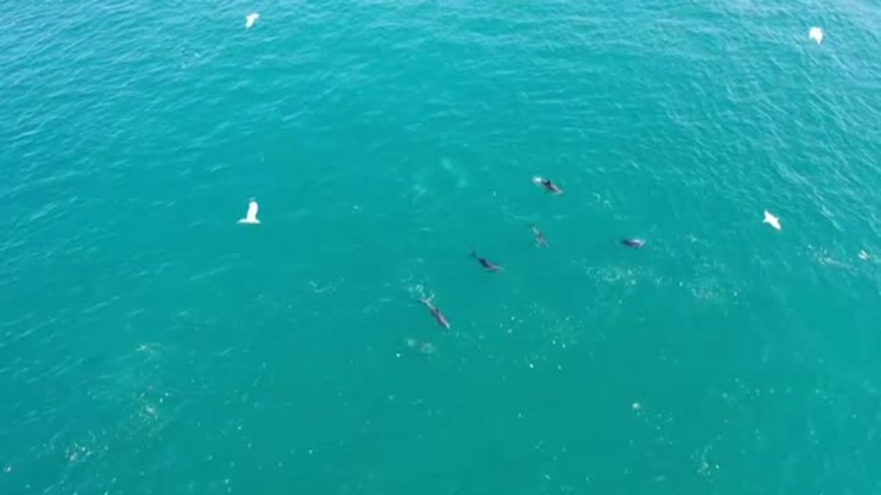 Los delfines siguen disfrutando del Bósforo mientras Turquía continúa batallando contra el Covid-19