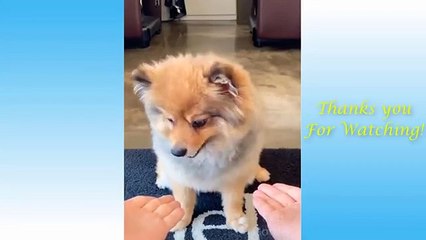 Cute_Pets_And_Funny_Animals_Compilation_#1_-_Pets_Garden(360p)