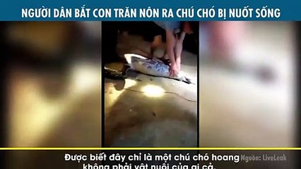 NGƯỜI DÂN BẮT CON TRĂN NÔN RA CHÚ CHÓ BỊ NUỐT SỐNG