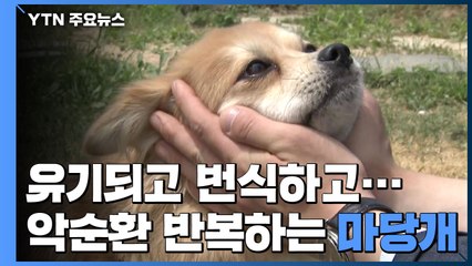 유기되고 번식하는 마당개들..."중성화로 악순환 막아야" / YTN