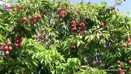 Quy tắc ăn vải tuyệt đối an toàn, không nóng hay ngộ độc