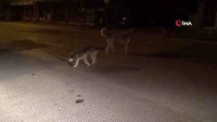 Sokak hayvanlarını elleriyle besliyor