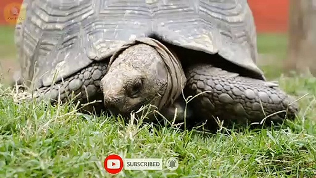 Top 10 Longest Living Animals in the world. টপ ১০ টি প্রাণী, যাদের আয়ু সবচেয়ে বেশি।