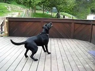 Doggo's Dream Comes True..