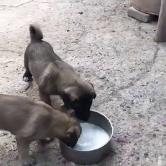 COBAN KOEGİ YAVRULARININ SABAH KAHVALTISI - SHEPHERD DOG PUPPiES BREAKFAST