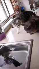 Aww..I can't stop laughing watch this