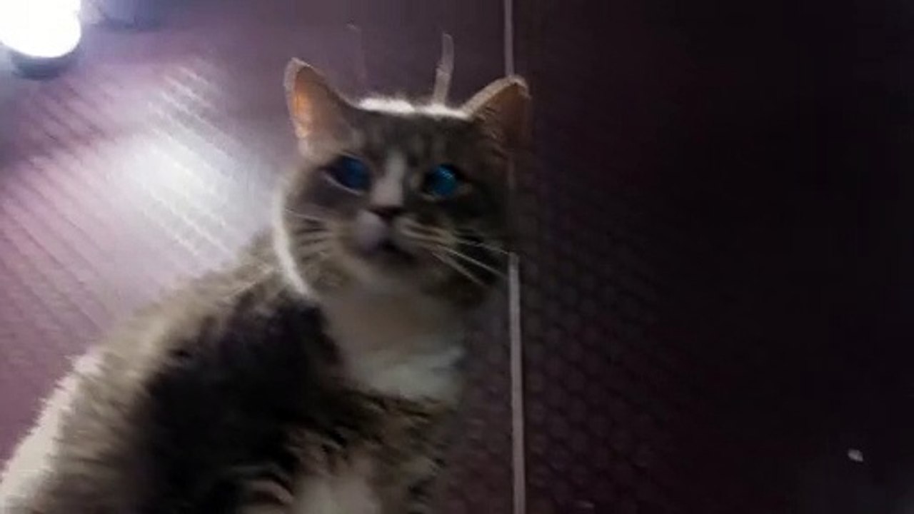 cat
