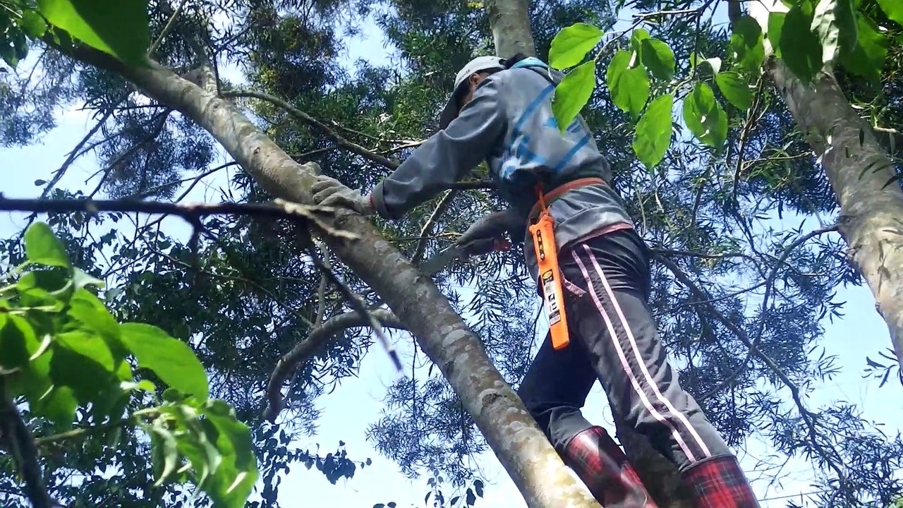 爬高竄低的一天，修掉樹枝讓陽光透入樹林。Climb up to cut some branches.