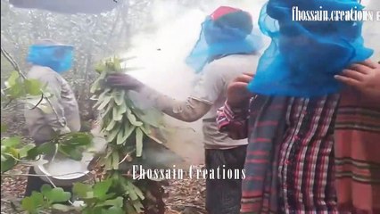 Awesome Honey Hunting Techniques in Sundar ban Mangrove Forest.Bangladesh.