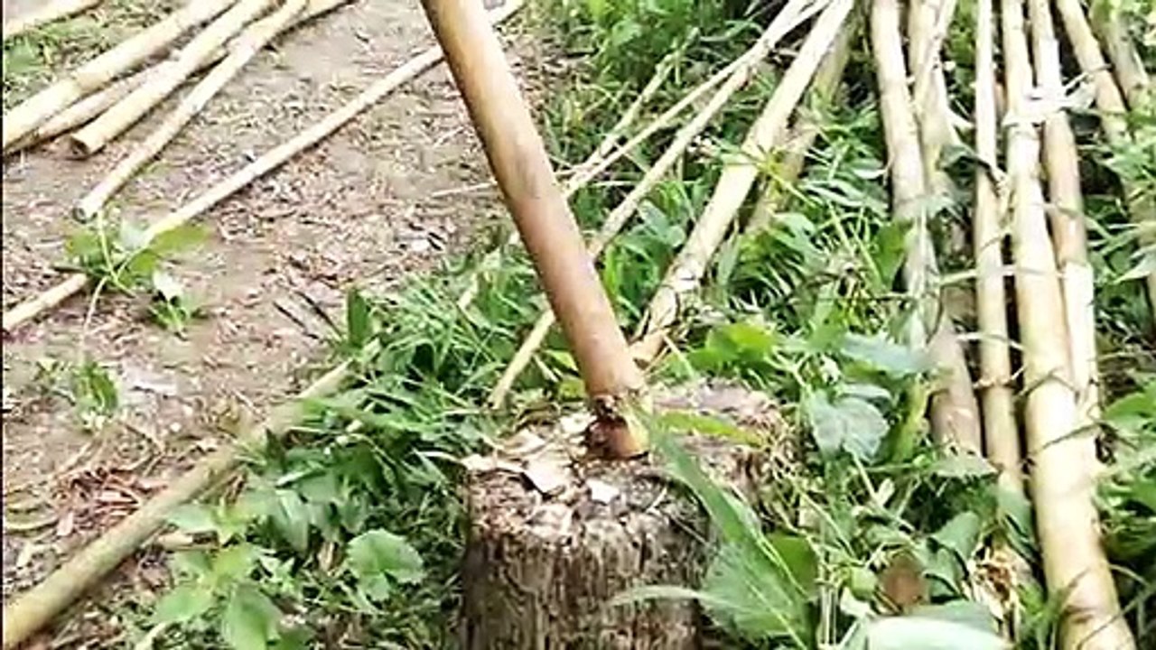 四季豆要爬架子了，用竹子搭一個。Build a framework for beans.