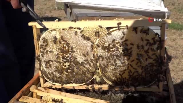 Arı ürünlerinin satışı 3 kat arttı, tüketim konusunda uyarı geldi