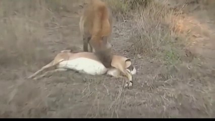 Tiger Vs Deer ! God can't help Mother Hyena save Cubs escape the power of Lion || Crazy_Hunt