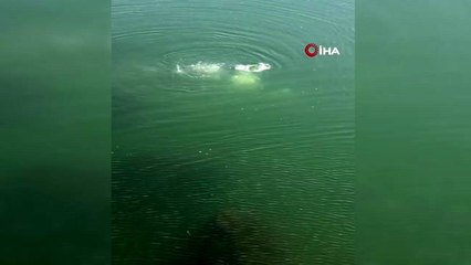 Köprüden ırmağa atlayan gencin cesedi gözyaşlarıyla çıkartıldı