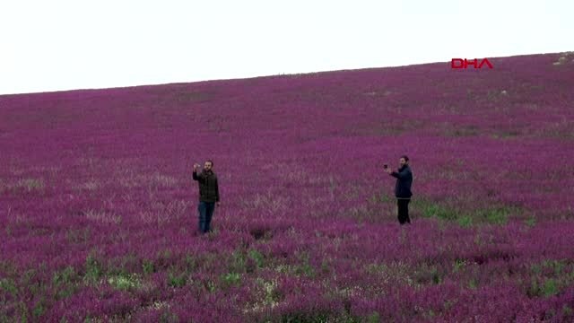 AKSARAY Baharın müjdecisi ballıbaba ve papatyalardan görsel şölen