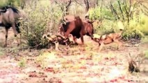 Best attack wild Epic Battle Of Wild dogs vs Animals is not never  Lion , Buffalo ||  Crazy Hunt